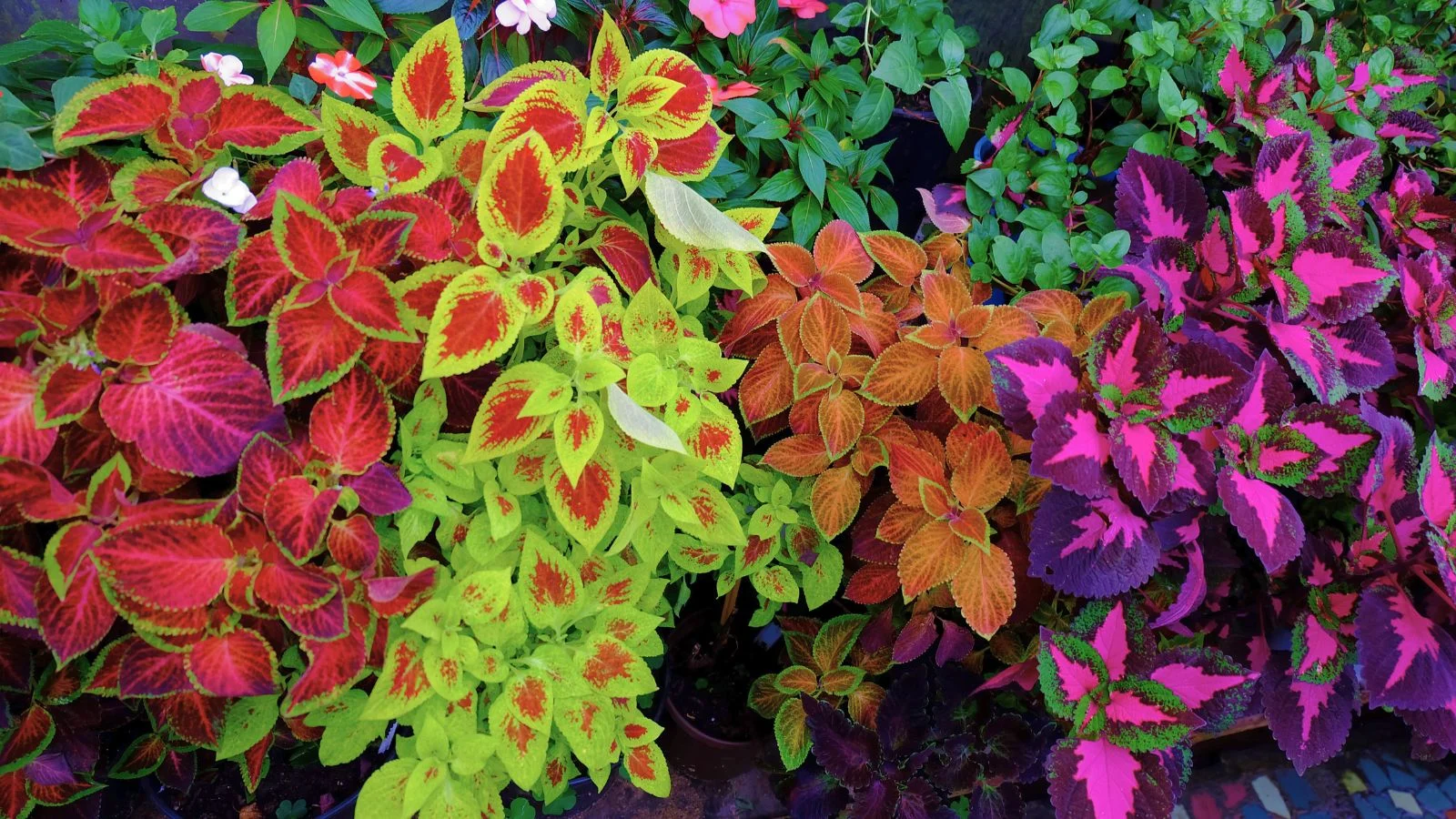 An-overhead-shot-of-coleus-varieties