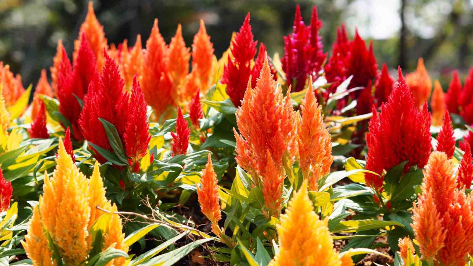 Celosia-with-red-orange-and-yellow-flowers