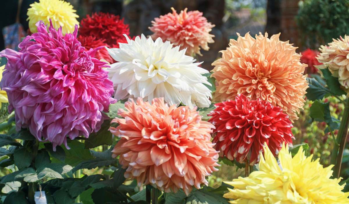 Dahlia-Plant-1200×700-compressed