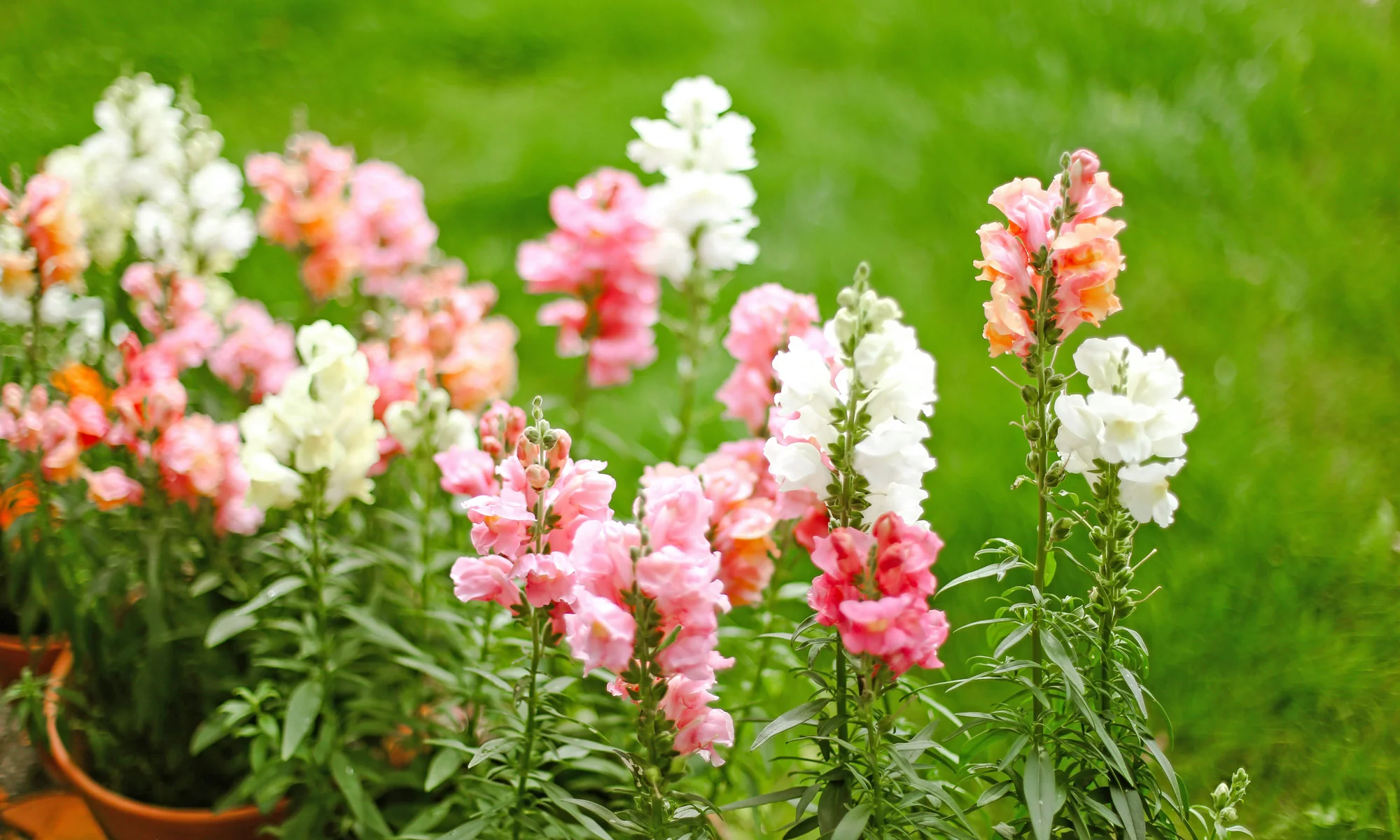 snapdragons